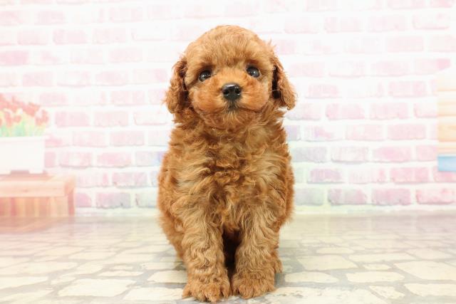 北海道のトイプードル(トイ) (Coo&RIKU函館店/2025年8月20日生まれ/女の子/レッド)の子犬の1枚目の画像