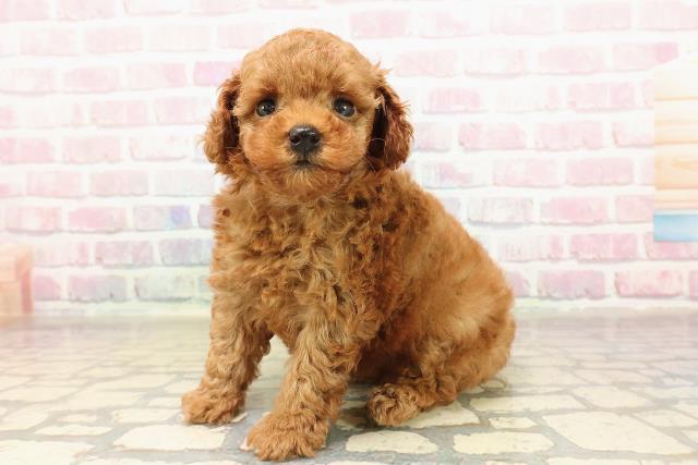 北海道のトイプードル(トイ) (Coo&RIKU函館店/2025年8月20日生まれ/女の子/レッド)の子犬の2枚目の画像