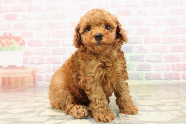 北海道のトイプードル(トイ) (Coo&RIKU函館店/2025年8月20日生まれ/女の子/レッド)の子犬の3枚目の画像