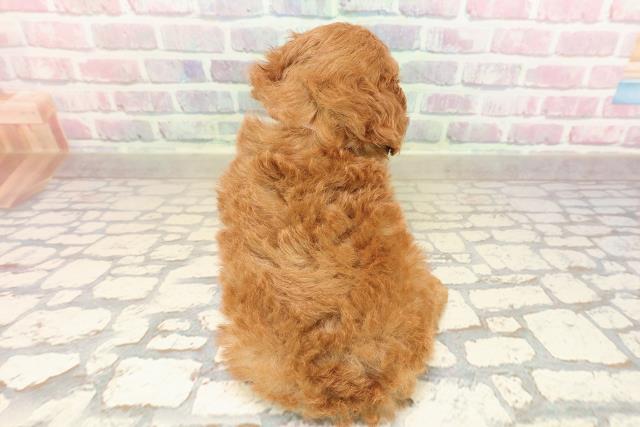 北海道のトイプードル(トイ) (Coo&RIKU函館店/2025年8月20日生まれ/女の子/レッド)の子犬の4枚目の画像