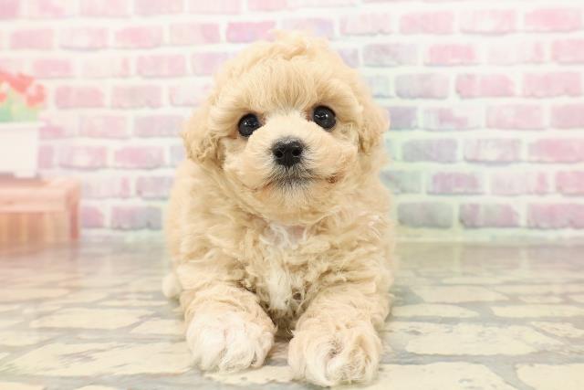 青森県のビションプー(ビションフリーゼ×プードル) (Coo&RIKU青森店/2025年8月31日生まれ/女の子/アプリコット)の子犬の1枚目の画像