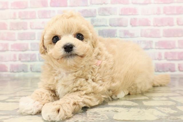 青森県のビションプー(ビションフリーゼ×プードル) (Coo&RIKU青森店/2025年8月31日生まれ/女の子/アプリコット)の子犬の2枚目の画像