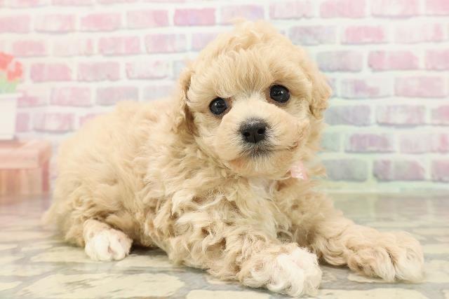 青森県のビションプー(ビションフリーゼ×プードル) (Coo&RIKU青森店/2025年8月31日生まれ/女の子/アプリコット)の子犬の3枚目の画像