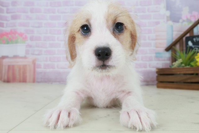 ジャックラッセルテリア