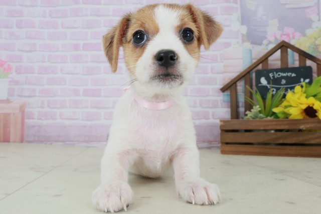 ジャックラッセルテリア