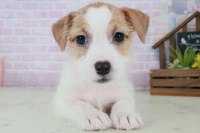 ジャックラッセルテリア