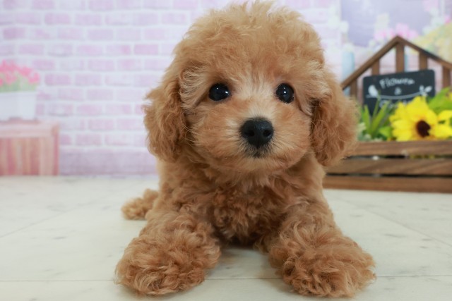 沖縄県のトイプードル(トイ) (Coo&RIKU沖縄浦添店/2025年8月29日生まれ/女の子/オレンジフォーン)の子犬