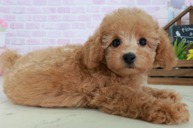 沖縄県のトイプードル(トイ) (Coo&RIKU沖縄浦添店/2025年8月29日生まれ/女の子/オレンジフォーン)の子犬の2枚目の画像