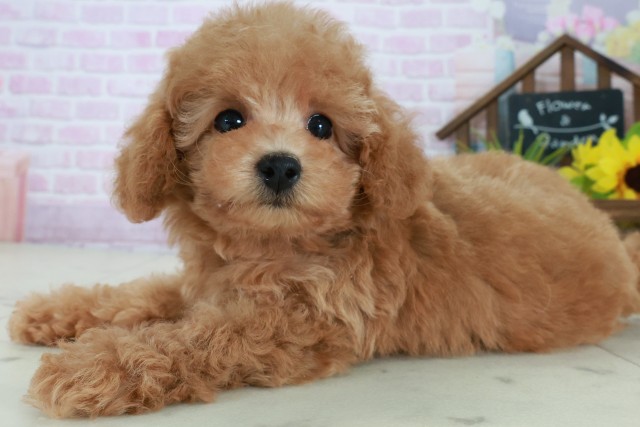 沖縄県のトイプードル(トイ) (Coo&RIKU沖縄浦添店/2025年8月29日生まれ/女の子/オレンジフォーン)の子犬の3枚目の画像