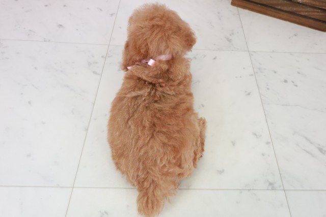 沖縄県のトイプードル(トイ) (Coo&RIKU沖縄浦添店/2025年8月29日生まれ/女の子/オレンジフォーン)の子犬の4枚目の画像