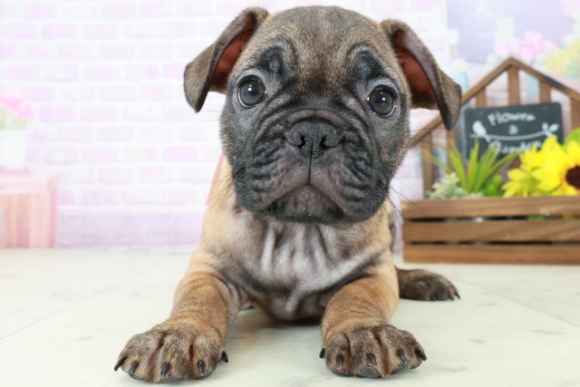 フレンチブルドッグ