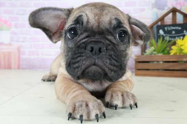 徳島県のフレンチブルドッグ (Coo&RIKU徳島店/2025年8月29日生まれ/女の子/フォーン)の子犬