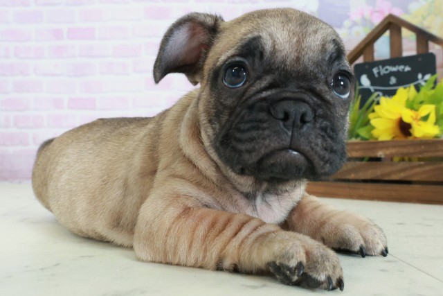 2025年8月29日生まれのフレンチブルドッグの2枚目の写真