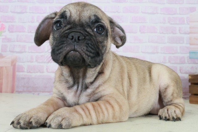 2025年8月29日生まれのフレンチブルドッグの3枚目の写真