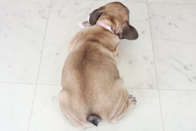 2025年8月29日生まれのフレンチブルドッグの4枚目の写真