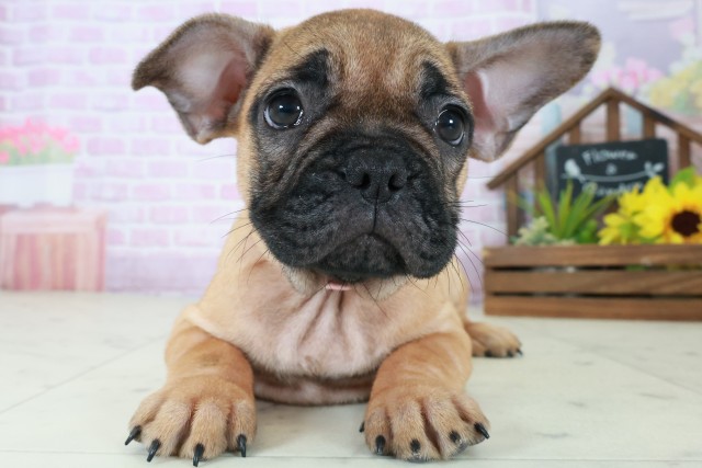 フレンチブルドッグ