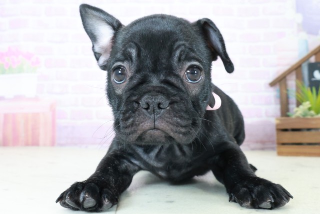 フレンチブルドッグ