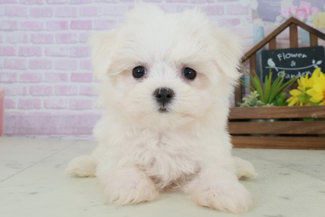 福岡県のマルチーズ (Coo&RIKUフォレストシティ春日店/2025年8月30日生まれ/女の子/ホワイト)の子犬の1枚目の画像