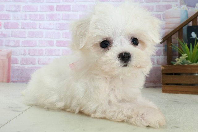 福岡県のマルチーズ (Coo&RIKUフォレストシティ春日店/2025年8月30日生まれ/女の子/ホワイト)の子犬の2枚目の画像