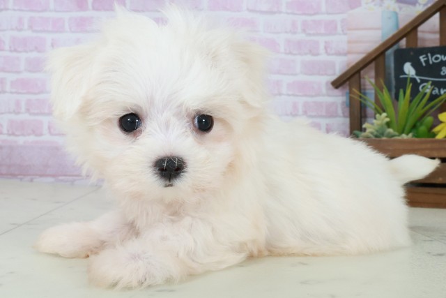 福岡県のマルチーズ (Coo&RIKUフォレストシティ春日店/2025年8月30日生まれ/女の子/ホワイト)の子犬の3枚目の画像