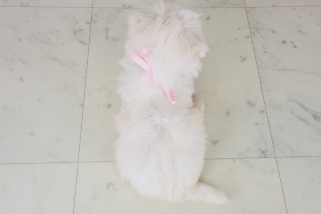 福岡県のマルチーズ (Coo&RIKUフォレストシティ春日店/2025年8月30日生まれ/女の子/ホワイト)の子犬の4枚目の画像