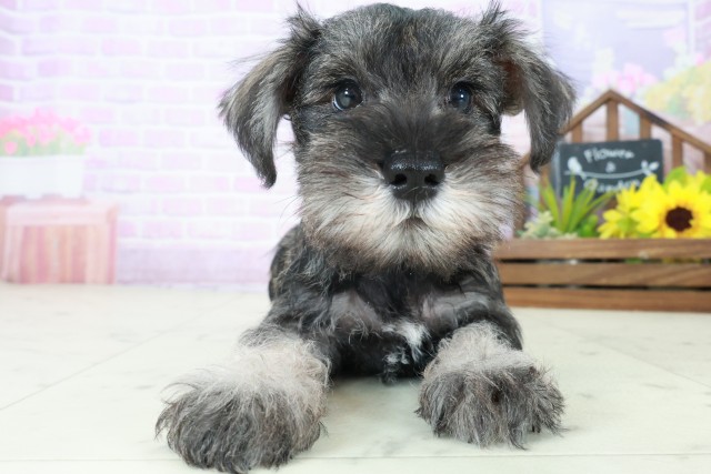 ミニチュア・シュナウザー