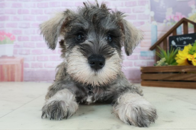 ミニチュア・シュナウザー