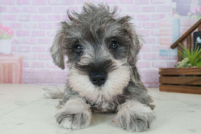 三重県のミニチュアシュナウザー (Coo&RIKU四日市店/2025年8月31日生まれ/女の子/ソルトペッパー)の子犬の1枚目の画像