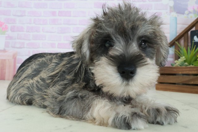 三重県のミニチュアシュナウザー (Coo&RIKU四日市店/2025年8月31日生まれ/女の子/ソルトペッパー)の子犬の2枚目の画像