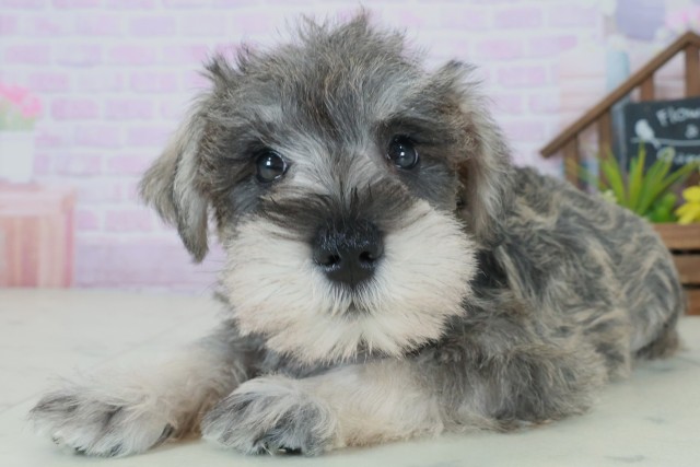 三重県のミニチュアシュナウザー (Coo&RIKU四日市店/2025年8月31日生まれ/女の子/ソルトペッパー)の子犬の3枚目の画像