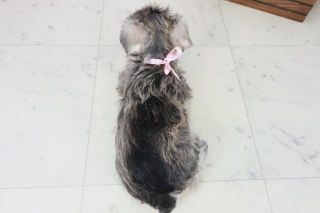 三重県のミニチュアシュナウザー (Coo&RIKU四日市店/2025年8月31日生まれ/女の子/ソルトペッパー)の子犬の4枚目の画像