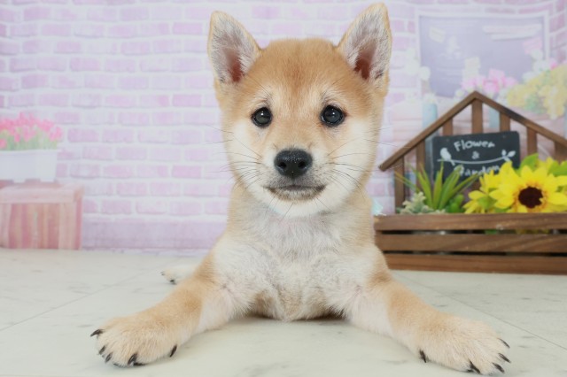 広島県の豆柴 (Coo&RIKU広島中央店/2025年8月31日生まれ/男の子/赤)の子犬の1枚目の画像
