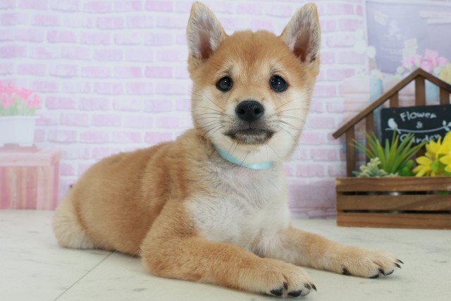 広島県の豆柴 (Coo&RIKU広島中央店/2025年8月31日生まれ/男の子/赤)の子犬の2枚目の画像