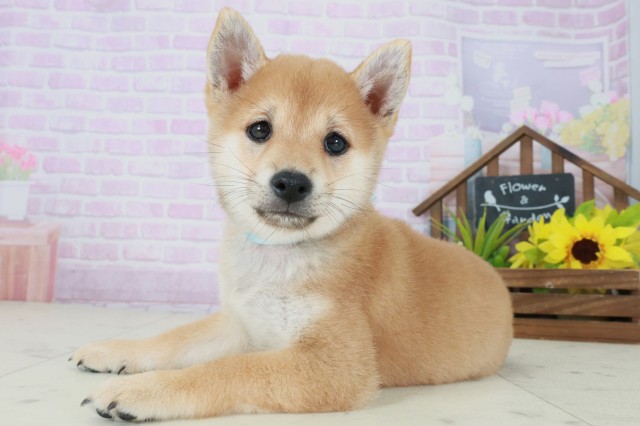 広島県の豆柴 (Coo&RIKU広島中央店/2025年8月31日生まれ/男の子/赤)の子犬の3枚目の画像