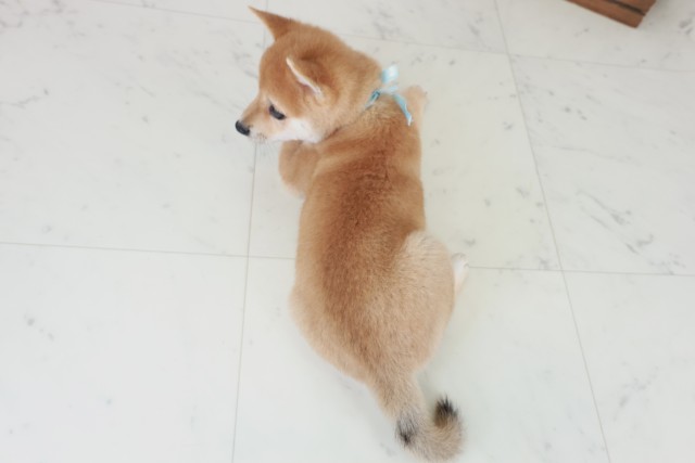 広島県の豆柴 (Coo&RIKU広島中央店/2025年8月31日生まれ/男の子/赤)の子犬の4枚目の画像