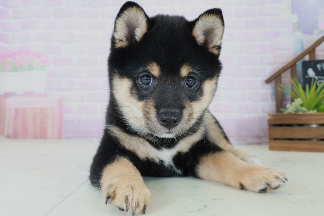 広島県の豆柴 (Coo&RIKU福山店/2025年8月31日生まれ/男の子/黒)の子犬の1枚目の画像