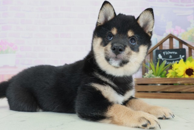 広島県の豆柴 (Coo&RIKU福山店/2025年8月31日生まれ/男の子/黒)の子犬の2枚目の画像