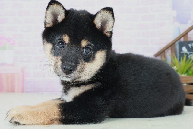 広島県の豆柴 (Coo&RIKU福山店/2025年8月31日生まれ/男の子/黒)の子犬の3枚目の画像