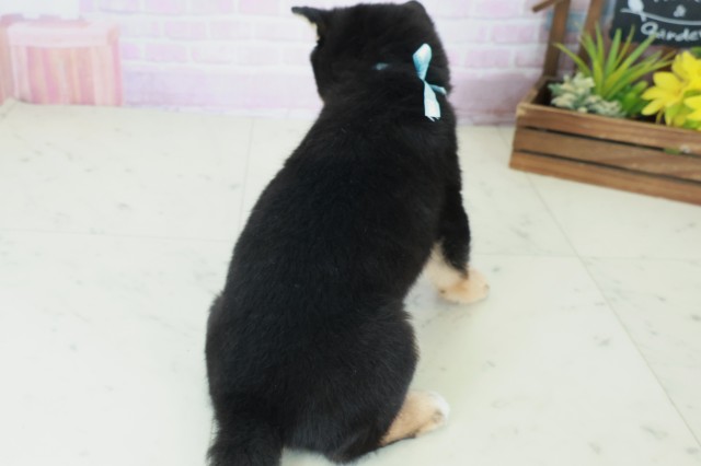 広島県の豆柴 (Coo&RIKU福山店/2025年8月31日生まれ/男の子/黒)の子犬の4枚目の画像