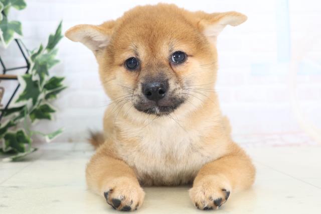 高知県の柴犬(標準サイズ) (Coo&RIKU高知御座店/2025年8月28日生まれ/男の子/赤)の子犬の1枚目の画像
