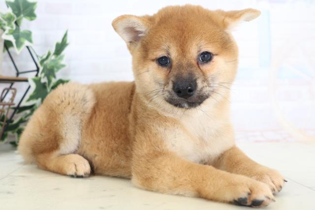 高知県の柴犬(標準サイズ) (Coo&RIKU高知御座店/2025年8月28日生まれ/男の子/赤)の子犬の2枚目の画像