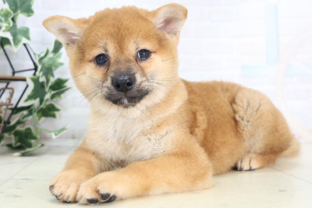 高知県の柴犬(標準サイズ) (Coo&RIKU高知御座店/2025年8月28日生まれ/男の子/赤)の子犬の3枚目の画像