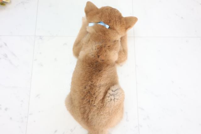 高知県の柴犬(標準サイズ) (Coo&RIKU高知御座店/2025年8月28日生まれ/男の子/赤)の子犬の4枚目の画像