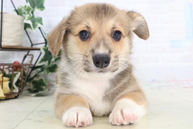 愛知県のウェルシュコーギーペンブローク (Coo&RIKU名古屋中川店/2025年8月28日生まれ/男の子/レッドホワイト)の子犬の1枚目の画像