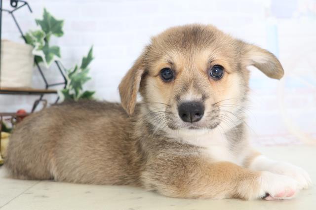 愛知県のウェルシュコーギーペンブローク (Coo&RIKU名古屋中川店/2025年8月28日生まれ/男の子/レッドホワイト)の子犬の2枚目の画像