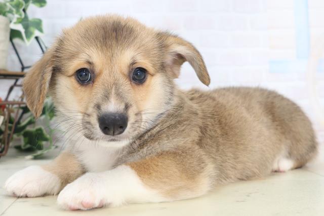 愛知県のウェルシュコーギーペンブローク (Coo&RIKU名古屋中川店/2025年8月28日生まれ/男の子/レッドホワイト)の子犬の3枚目の画像