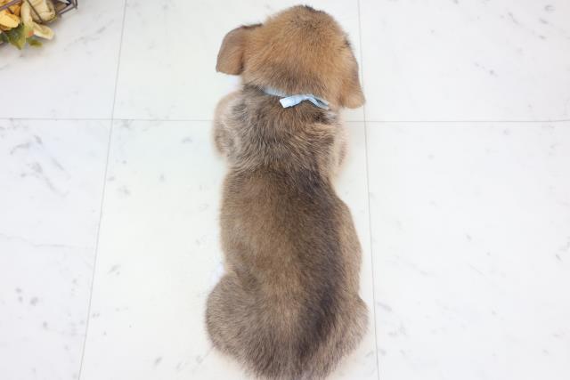 愛知県のウェルシュコーギーペンブローク (Coo&RIKU名古屋中川店/2025年8月28日生まれ/男の子/レッドホワイト)の子犬の4枚目の画像