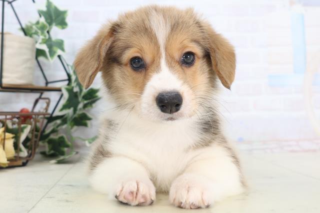 沖縄県のウェルシュコーギーペンブローク (Coo&RIKU沖縄浦添店/2025年8月28日生まれ/男の子/レッドホワイト)の子犬の1枚目の画像