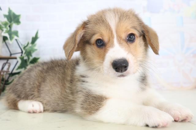 沖縄県のウェルシュコーギーペンブローク (Coo&RIKU沖縄浦添店/2025年8月28日生まれ/男の子/レッドホワイト)の子犬の2枚目の画像