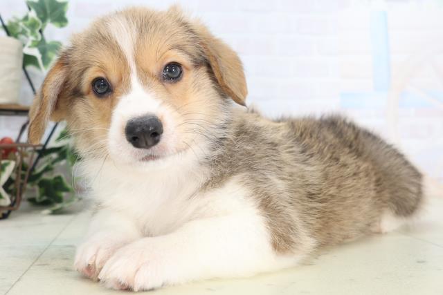 沖縄県のウェルシュコーギーペンブローク (Coo&RIKU沖縄浦添店/2025年8月28日生まれ/男の子/レッドホワイト)の子犬の3枚目の画像